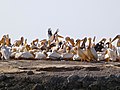 Santuário Nacional de Aves de Djoudj, Patrimônio Mundial inscrito em 1981.