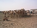 Ngamia nundu-moja sokoni huko Nouakchott, Mauritania