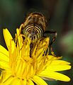 Head of a hoverfly (at Pollinator), by Alvesgaspar