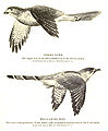 Image 23The hawk-cuckoo resembles a predatory shikra, giving the cuckoo time to lay eggs in a songbird's nest unnoticed (from Animal coloration)