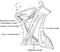 El múscul esternoclidomastoidal i les estructures properes
