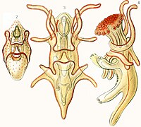 Les trois stades larvaires des étoiles de mer : scaphularia, bipinnaria et brachiolaria.
