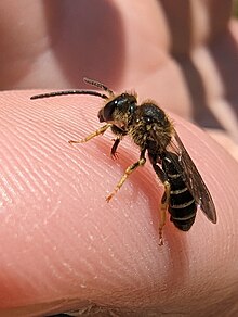 A close-up macro shot of a male sweat bee, showing proboscis and palpi at its tip.