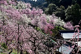 Plum Blossoms Over Shrine Rooftops in Inuyama, Oagata