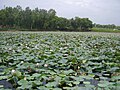 Plantation de lotus sacré au Pendjab. Comme le riz et le taro, le lotus est souvent planté en parcelles inondables. Pakistan, 2008.