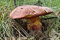 !!Rubroboletus legaliae sin Boletus satanoides!!