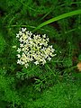 Inflorescence