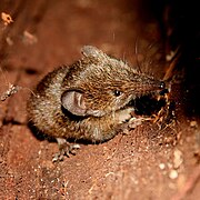 Brown tenrec