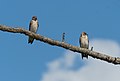 Image 96Northern rough-winged swallows in Jamaica Bay Wildlife Refuge