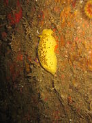 Peltodoris mullineri