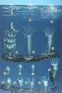 Schleiden-meduse-2.jpg