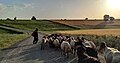 Un berger guidant son troupeau de moutons à l’aide de son bâton de berger vers les pâturages.