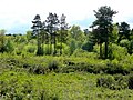 Scrub, conifers and deciduous trees Wigpool Common