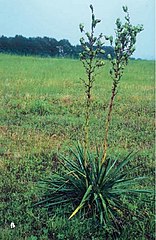 Yucca arkansana