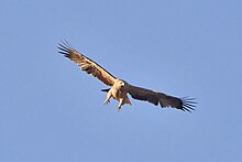 A flying eagle with her wings wide open on a clear blue day.