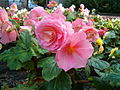 Knollenbegonien (Begonia-Tuberhybrida)