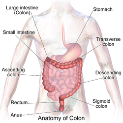 Large intestine.