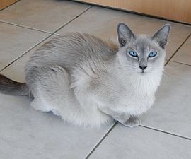 Chatte tonkinoise blue mink poil long.