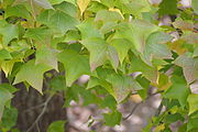 Foliage