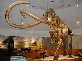 Esqueleto de um Mamute-columbiano.