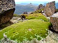 O plantă de tundră alpină (Donatia novae-zelandiae) aflată sub piscul Muntelui Ossa, Tasmania, Australia; altitudine circa 1.600 de metri deasupra nivelului mării