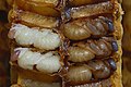 Honey bee pupae, by Waugsberg