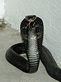 Equatorial spitting cobra