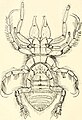 Hexisopus afaiormis