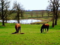 De Bluegrass-krite fan Kentucky