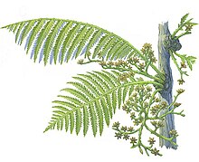 Life restoration of Lepidopteris (Peltaspermales)