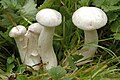 Leucocybe connata sin. Clitocybe connata, Lyophyllum connatum