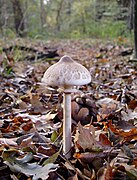 La lépiote mamelonnée (Macrolepiota mastoidea), comestible.