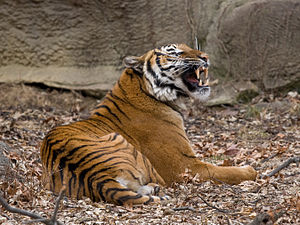 Malaja tigro en Bestoĝardeno de Cincinnati