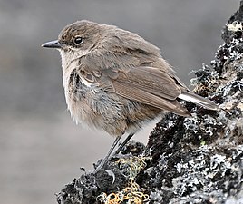 Kenja cerkomelo (Cercomela sordida) en Kilimanĝaro.