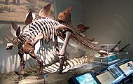 Stegosaurus