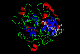 Image illustrative de l’article Prothrombine