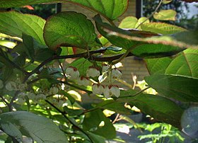 Kamæleonbuskens blomster dufter syrligt-sødt, men kun få kender dem.