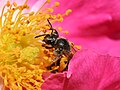 Bee pollinating a rose, at Pollination, by Debivort