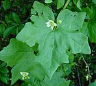 Bryonia dioica