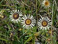 Carlina vulgaris