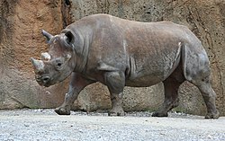 Black rhinoceros (Diceros bicornis) at the Saint Louis Zoo