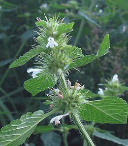 Dirvinė aklė (Galeopsis tetrahit)