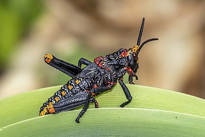 'n Rooibaadjienimf (Dictyophorus spumans spumans) in die Walter Sisulu Nasionale Botaniese Tuin, Roodepoort.