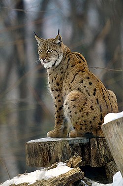 Eirāzijas lūsis (Lynx lynx)