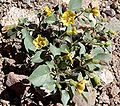 Physalis crassifolia