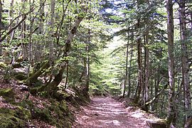 Camino en el Parque de Ordesa y Monte Perdido