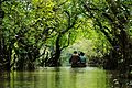 Image 32Ratargul Swamp Forest is a freshwater swamp forest located in Gowain River, Fatehpur Union, Gowainghat, Sylhet, Bangladesh. It is the only swamp forest located in Bangladesh and one of the few freshwater swamp forest in the world. The forest is naturally conserved under the Department of Forestry, Govt. of Bangladesh. Photo Credit: Sumon Mallick