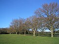 Image 33Trees on Southampton Common in winter (from Portal:Hampshire/Selected pictures)