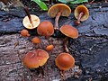 Kugelsporiger Flämmling Gymnopilus josserandii