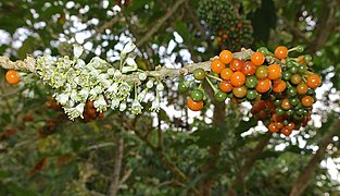 Acnistus arborescens